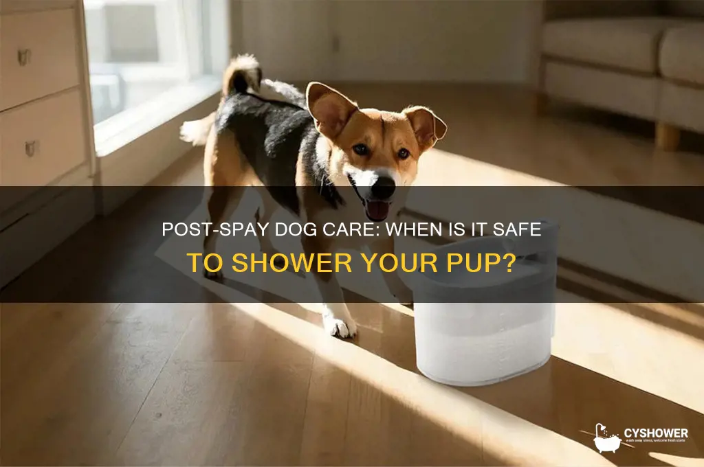 when can dog shower after spay