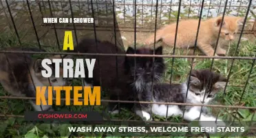 When Can You Safely Shower a Stray Kitten: A Guide