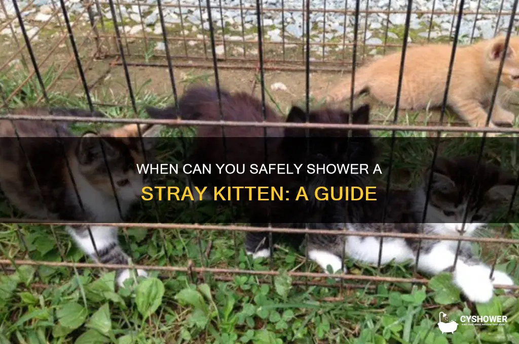 when can i shower a stray kittem
