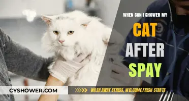 Post-Spay Cat Care: When Is It Safe to Shower Your Feline?