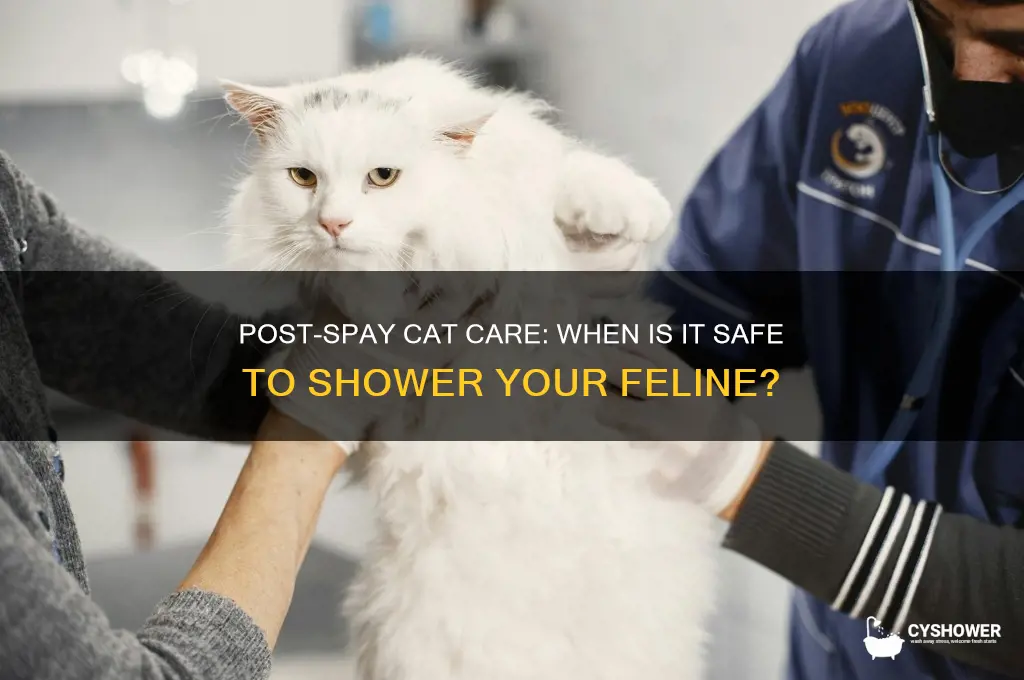 when can i shower my cat after spay