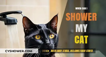 When Can I Shower My Cat? A Guide to Cat Bathing