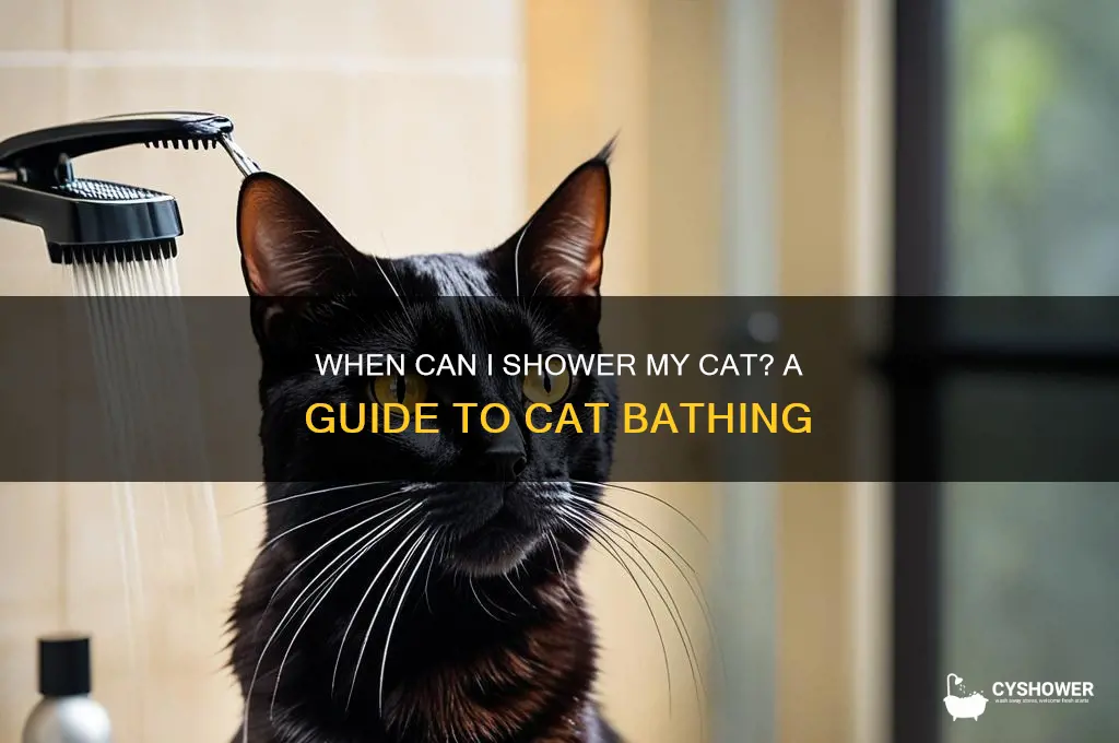 when can i shower my cat