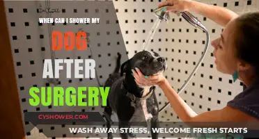 Post-Surgery Dog Care: When Is It Safe to Shower Your Pet?