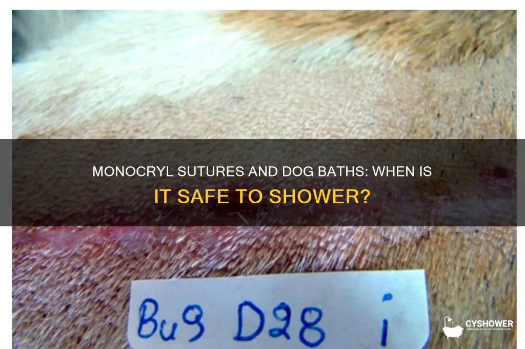 when can i shower my dog with monocryl sutures