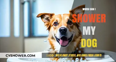 When Can I Shower My Dog? A Guide to Bathing Frequency