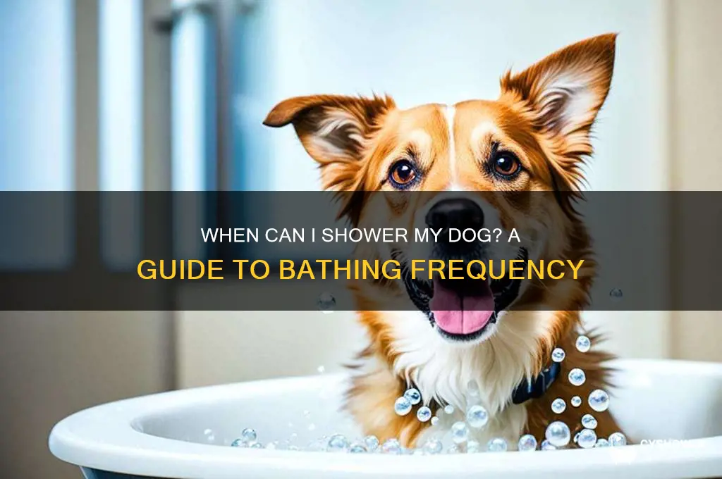 when can i shower my dog