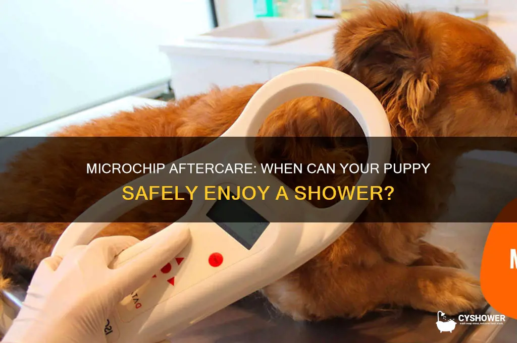 when can i shower my puupy after microchip