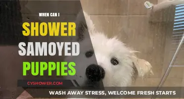 When Can Samoyed Puppies Have Their First Shower: A Guide