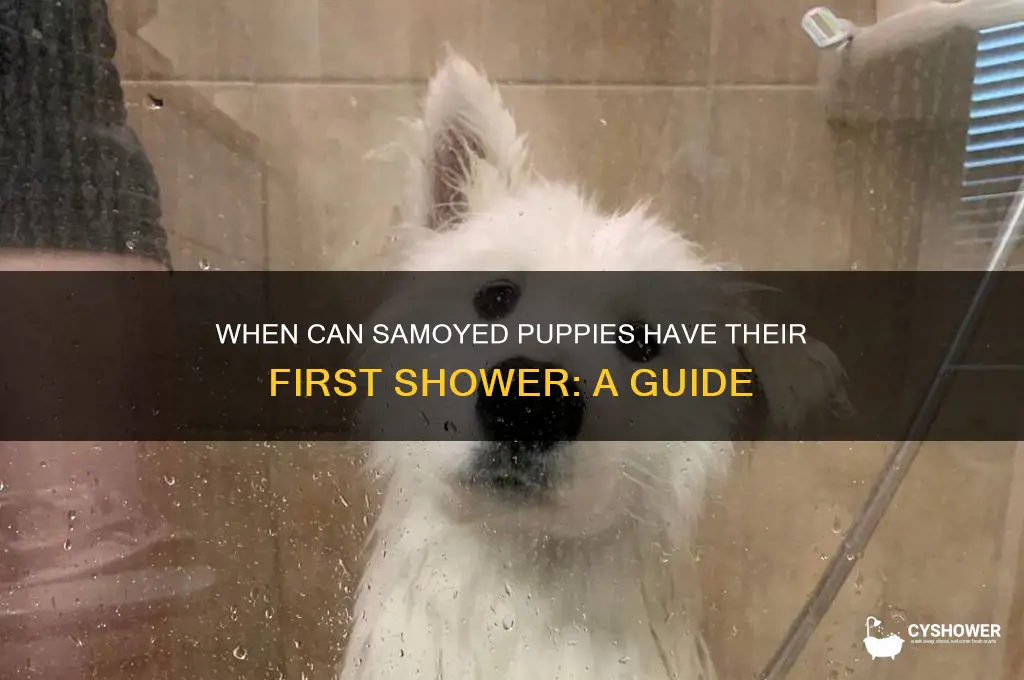 when can i shower samoyed puppies