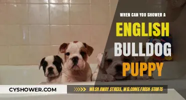 When Can You Shower Your English Bulldog Puppy? A Guide
