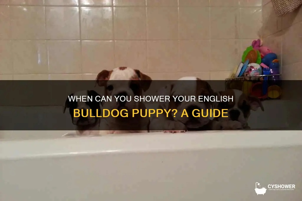 when can you shower a english bulldog puppy