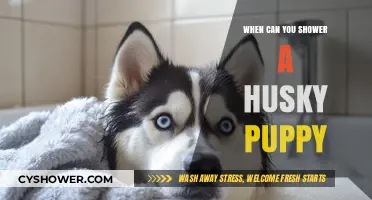 When Can You Shower a Husky Puppy: A Complete Guide