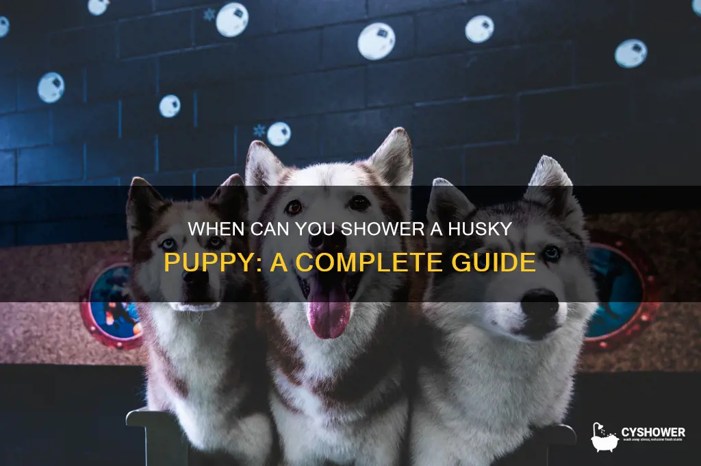when can you shower a husky puppy