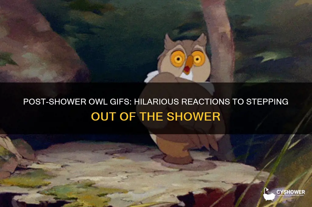 when you get out of the shower owl gif