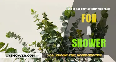 Best Places to Buy Eucalyptus Plants for Your Shower
