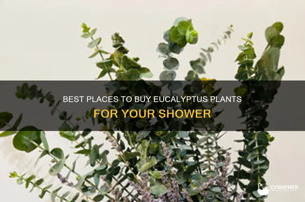 where can i buy a eucalyptus plant for a shower