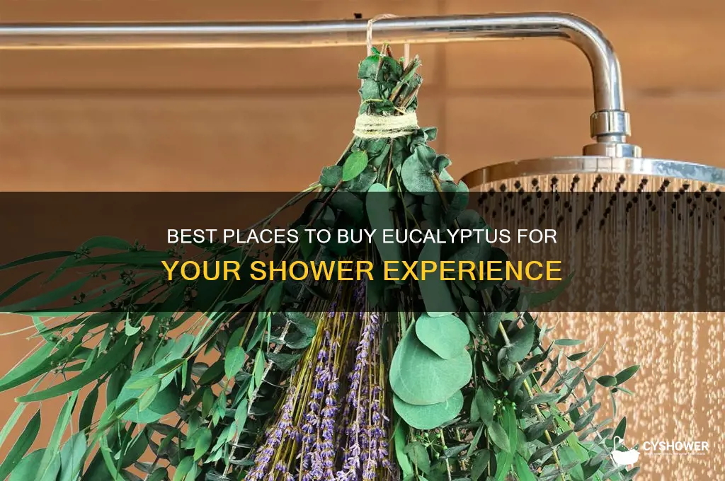 where can i buy eucalyptus to hang in shower