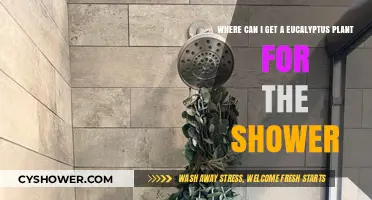 Best Places to Buy Eucalyptus Plants for Your Shower
