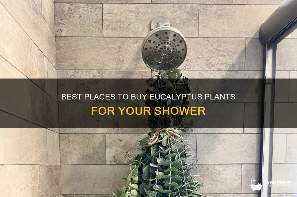 where can i get a eucalyptus plant for the shower