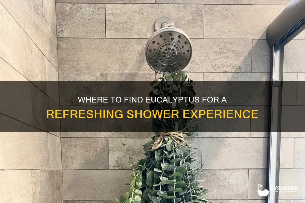 where can i get eucalyptus to hang in my shower