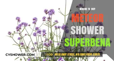 Best Places to Purchase Meteor Shower Superbena Plants Online & Locally