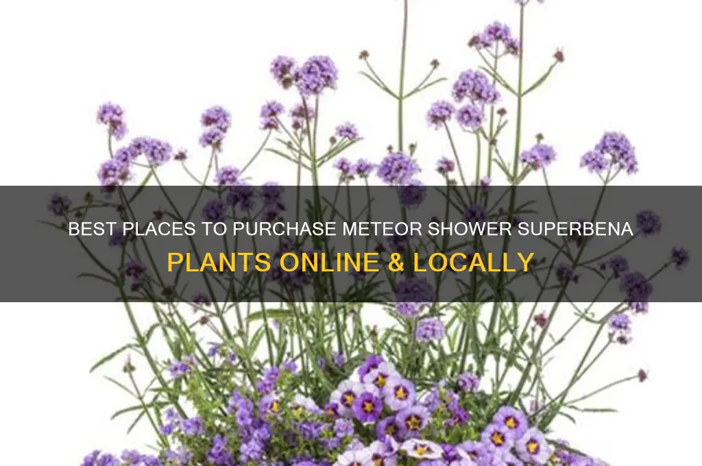 where to buy meteor shower superbena