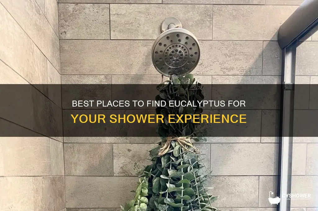 where to get eucalyptus for shower