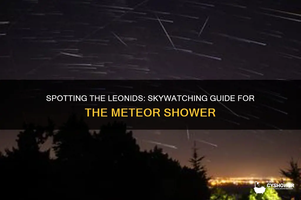 where to look in sky for leonids meteor shower