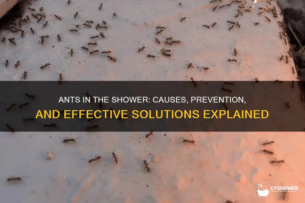 why am i getting ants in my shower