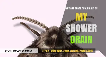 Gnats in Shower Drain: Causes and Effective Solutions Explained