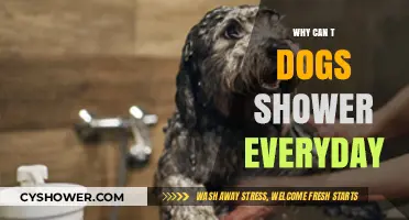 Why Can't Dogs Shower Every Day? Understanding Canine Hygiene Needs