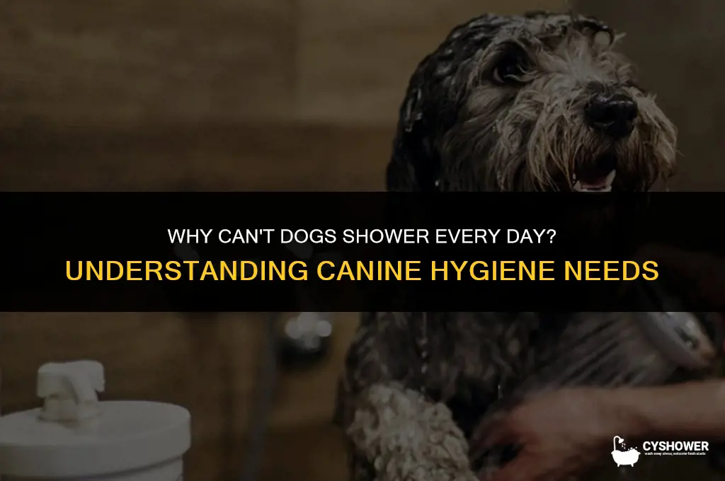 why can t dogs shower everyday