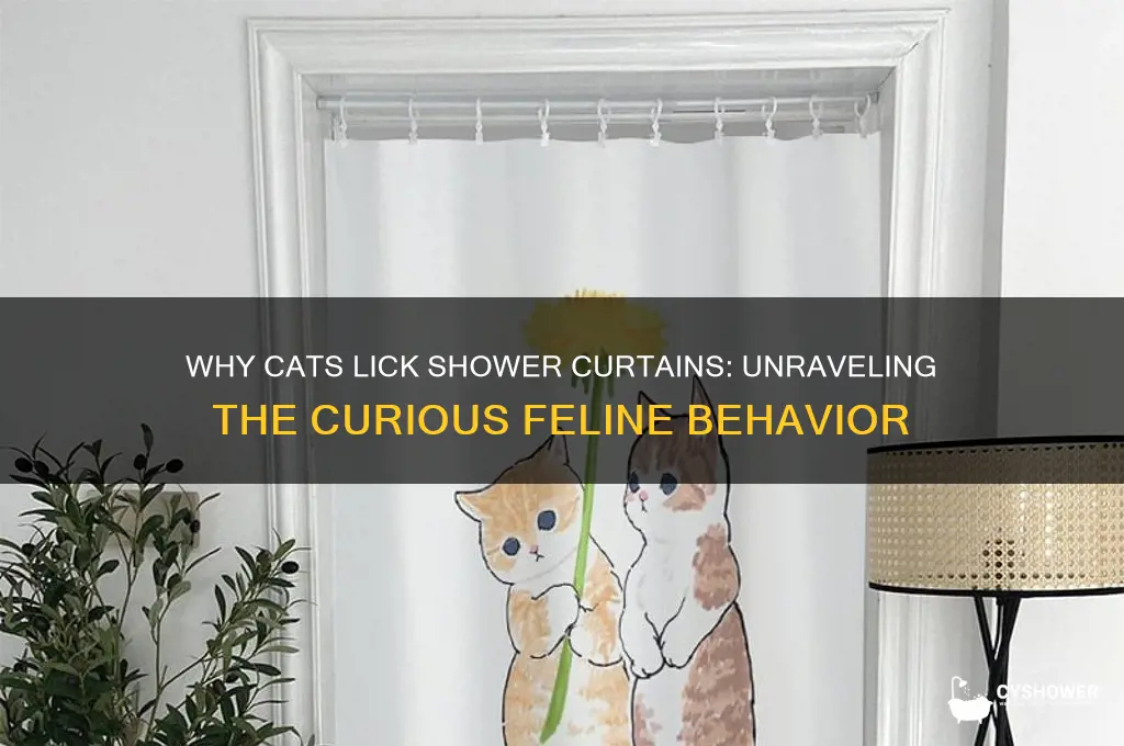 why do cats lick shower curtains