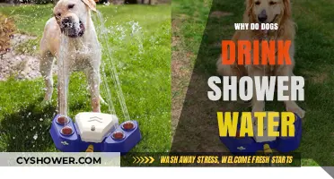 Why Dogs Love Drinking Shower Water: Uncovering the Canine Fascination