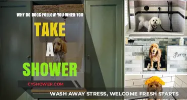 Why Dogs Follow You to the Shower: Uncovering Their Curious Behavior