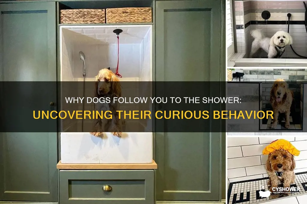 why do dogs follow you when you take a shower