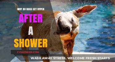 Post-Bath Frenzy: Why Dogs Get Hyper After a Shower