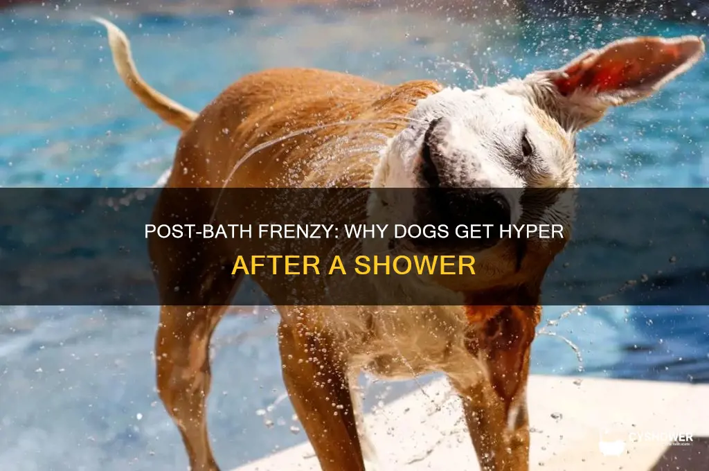 why do dogs get hyper after a shower