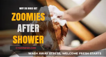 Post-Bath Zoomies: Why Dogs Sprint After Shower Time