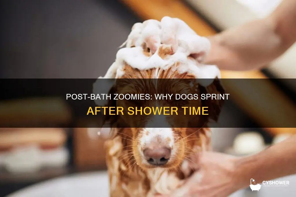 why do dogs get zoomies after shower