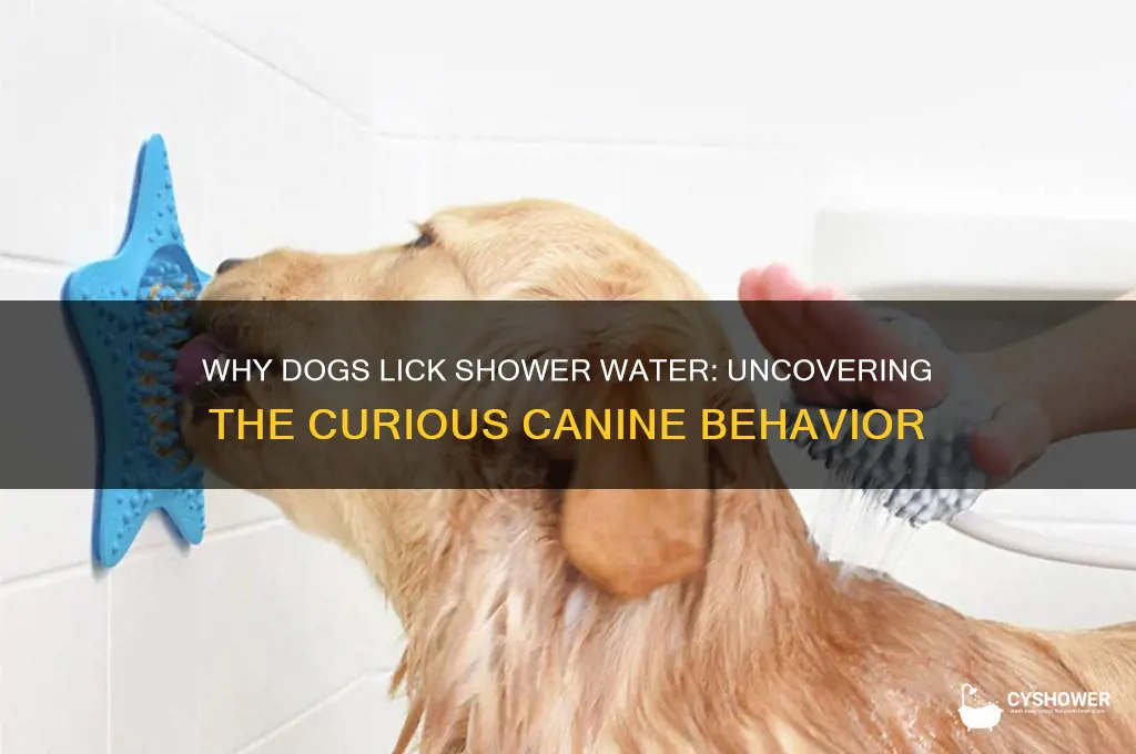 why do dogs lick shower water