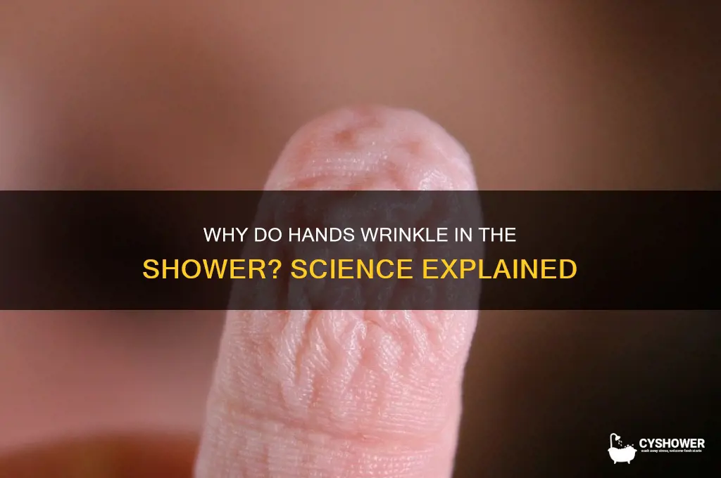 why do hands get wrinkly in the shower