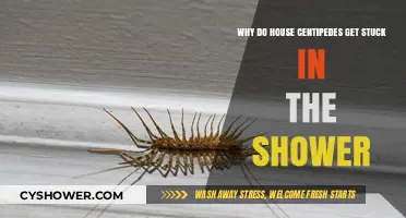 Why House Centipedes Invade Showers and Struggle to Escape