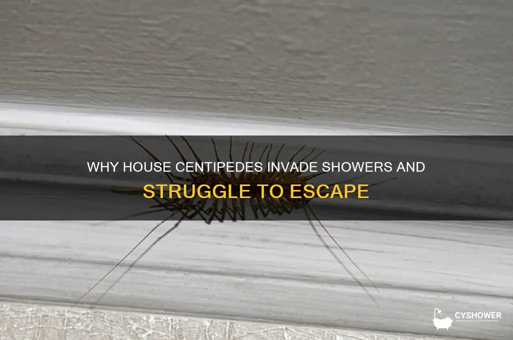 why do house centipedes get stuck in the shower