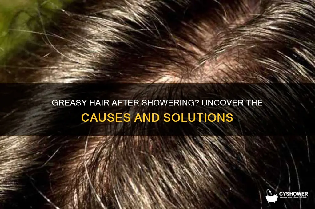 why do i have greasy hair agfter the shower