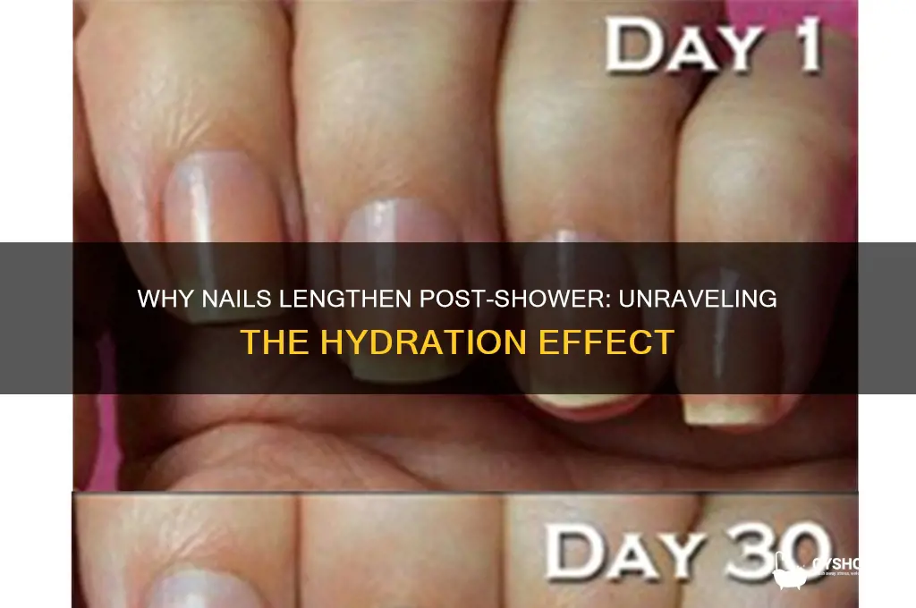 why do my nails get longer after a shower