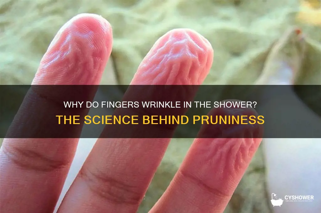 why do you get pruny in the shower