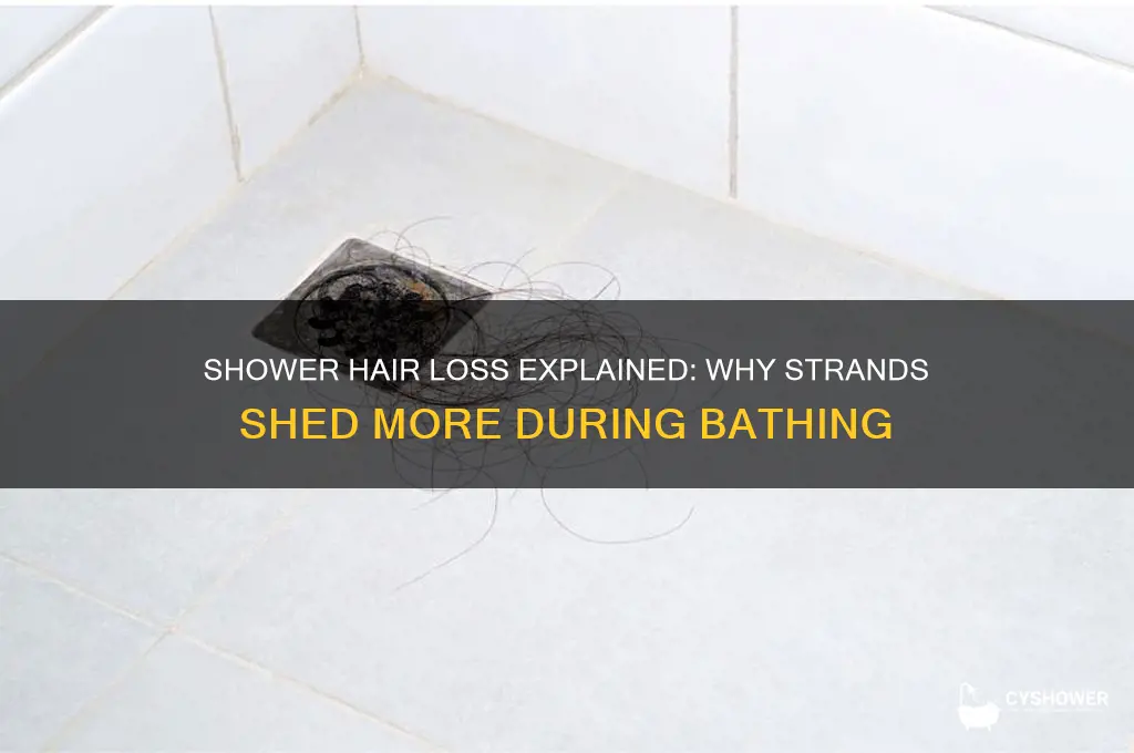 why do you lose more hair in the shower