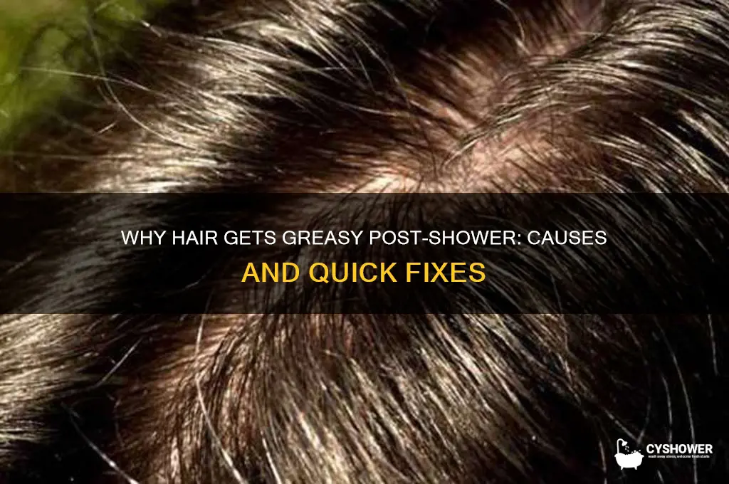 why does hair get greasy after shower
